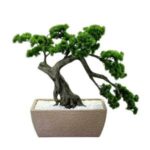Bonsai Ağaç 120x120cm