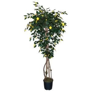limon-agaci-150-cm-3727_min.jpeg Limon Ağacı 80x165cm - Image 1